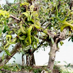 20K views · 131 reactions | There are hundreds of green snakes on the tree | Animals Around | Facebook