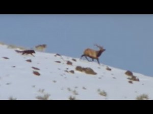 Wolf Hunting | Attenborough | Life of Mammals | BBC Earth