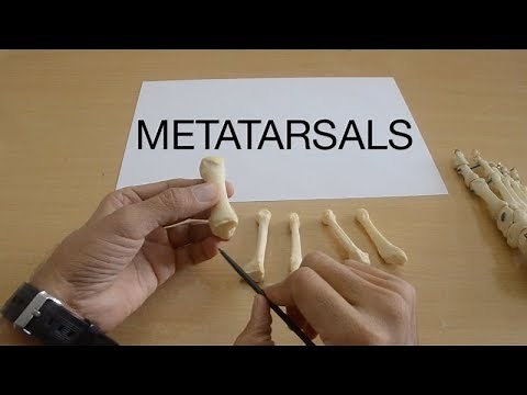METATARSALS