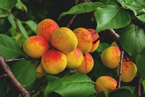 Growing Apricots: Planting Guide, Care, Problems and Harvest
