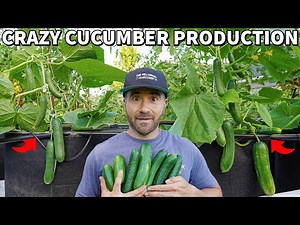 Make Your CUCUMBERS Produce Like Crazy, It's SO EASY!