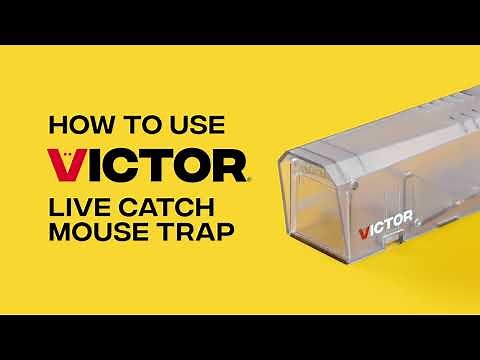 How to Use the Victor Live Catch Mouse Trap | M337