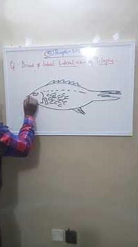 Drawing and Labelling Tilapia(Lateral view) + Functions of Key Parts