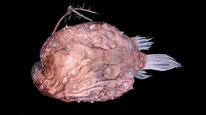 Some Anglerfish 'Permanently Mate' and Become a Single Being