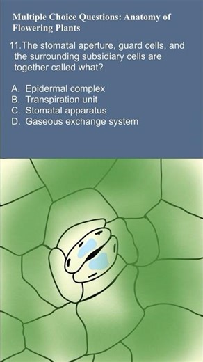 11 Stomatal Apparatus Explained! \\mid Plant Biology Terminology 🌿
