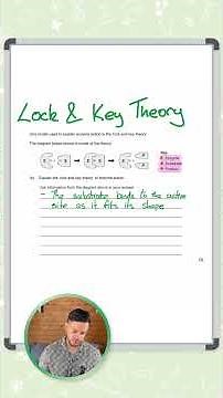 GCSE Biology: Exam Question | Lock and Key Theory