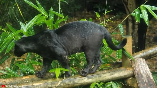 15 DEADLIEST Moments Of Big Cats Hunting Their Prey | Exploring Wild Nature