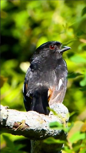 Bird Sounds | Relaxing Chirping & Natural Bird Calls for Focus, Sleep & Relaxation