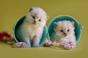 How Much Is a Teacup Ragdoll? Full Cost Breakdown | Ragdoll Care