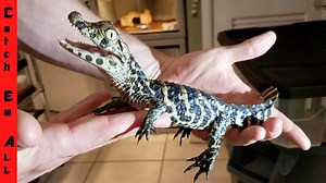 Baby alligator rescue - saving a tiny gator in trouble