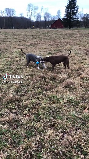 the jack rabbit (@thejackrabbit21)’s videos with original sound - the jack rabbit