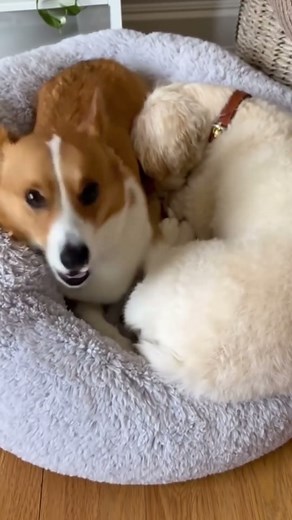What Happens When Two Dogs Sleep in a One-Person Bed 😳 #dog #pet #cute #animals