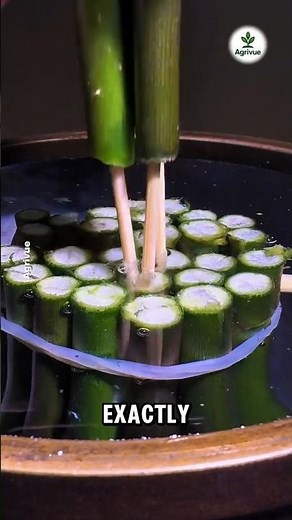 The Japanese Flower Arranging Technique Called Ikebana.