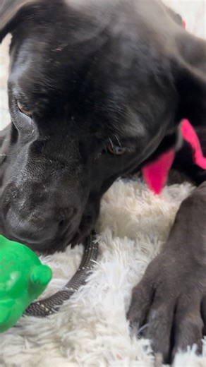 3.6K views · 83 reactions | Meet Jessica Rabbit!  This adorable...