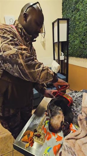 Honoring Memories: A Tribute to a Beloved Pet