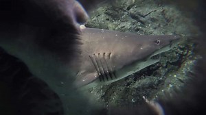 The Story of the Deadliest Shark Attack in US History