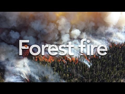 Forest Fire | Sound Effect (Copyright Free)