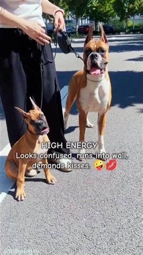 Cute Dog Breeds from Around the World 🐶🌎 | Boxer & Border Collie #shorts