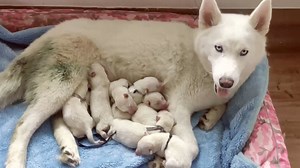 1.3M views · 5.3K reactions | Arctic wolf Xixi recently gave birth to eight cubs, the first successful artificially bred octuplets of the subspecies in south China's Guangxi Zhuang Autonomous Region. The Arctic wolf, also known as the white wolf, is related to the grey wolf, the largest of wild canines. Xixi is in a stable physical condition, while her cubs are under care at an animal hospital. | CGTN | Facebook
