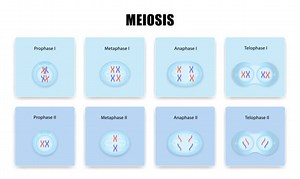 The process of meiosis in animal cells Grade 12 Life Sciences Notes with Activities Questions and Answers » My Courses