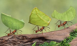 Fun Ants Facts for Kids