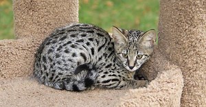 Serval vs Savannah Cat: Key Differences (And Who Would Win in a Fight!)