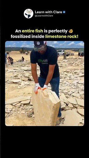 An Entire Fish Perfectly Fossilized Inside Limestone Rock 😱🪨