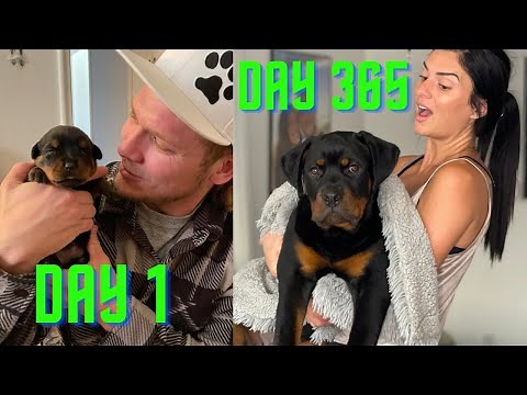 Baby Rottweiler To Full Grown in 20 Minutes