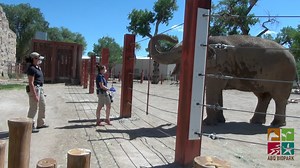 Albert, an Asian elephant, recently tested positive for tuberculosis. The BioPark’s animal care staff caught it early, and Albert’s prognosis is good. Learn more: https://bit.ly/3oUYa9k But how do we test for things like TB? With a trunk wash. Watch as Calli and Rozie demonstrate how trust and training combine to give our animals the absolute best health care. | ABQ BioPark