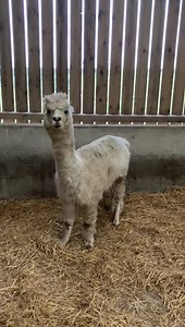 99K views · 10K reactions | Our new male alpaca goes on the dating scene in farmer Richards daily update! | Hall Hill Farm | Facebook