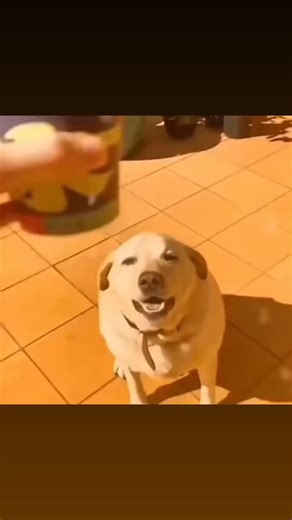 Memes on Instagram: "Real Quantum Gravity and the Unification of Physics Modern physics rests on two pillars that are both extraordinarily successful—and fundamentally incompatible. Quantum mechanics governs the smallest scales of reality, describing particles as probabilities and interactions as quantized events. General relativity, on the other hand, explains gravity as the smooth curvature of spacetime itself, excelling at cosmic scales. Each theory is correct within its domain, yet when forc