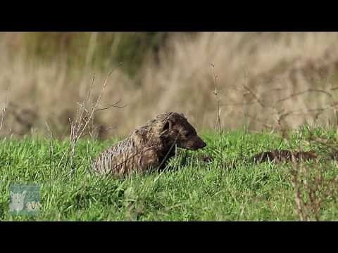 American Badger Hunting Gophers