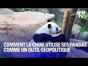 Comment la Chine utilise ses pandas comme un outil géopolitique