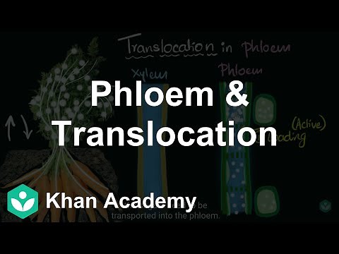 Phloem & translocation | Life processes | Class 10 | Science | Khan Academy