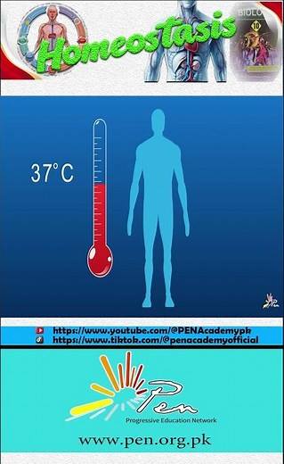 What is Homeostasis I Homeostasis explained I Biology I Chapter 11 I #biology #penacademy