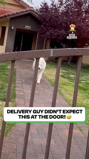 This pup changed the whole delivery process 😂 | Fluffy Animals