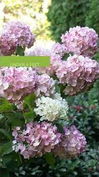 Picking the Right-Sized Hydrangea