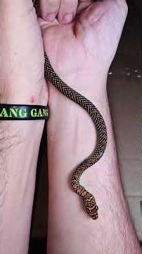 Unboxing A Flying Snake