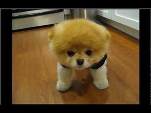 Boo - The Cutest Dog in the World - So Smart!
