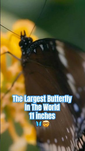 Discover the Queen Alexandra's Birdwing: The World’s Largest Butterfly with a 31cm Wingspan!