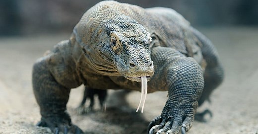 Monitor Lizard vs Komodo Dragon: What’s the Difference?