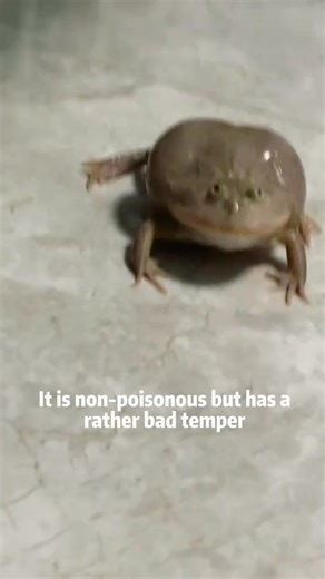 There are so many rare and unusual frogs #Science #usa #frogs | Kevin Science America