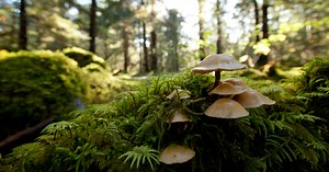 Ecosystem Services 101: Mutual Benefits With Nature