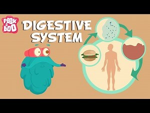 Digestive System | The Dr. Binocs Show