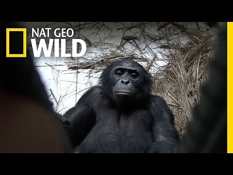 Bonobo Apes Express Empathy, Willingly Help Strangers | Nat Geo Wild
