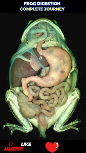 #froganatomy #digestivesystem #biologyeducation