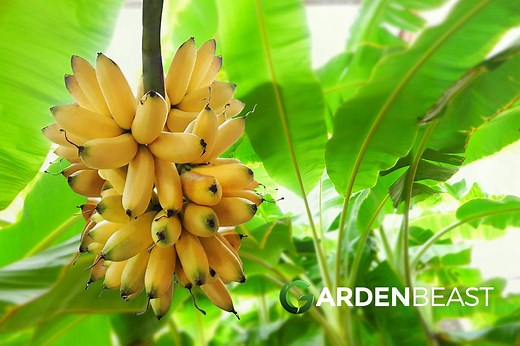 Banana Tree Guide: How to Grow & Care for "Musa Acuminata"
