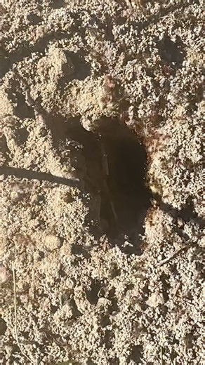 I Always Wondered What Was Inside an Ant Hill...#nature #naturelovers #ants