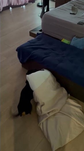 Dachshund Carries His Pillow From Room to Room || ViralHog