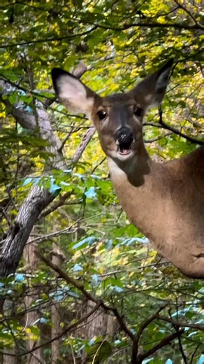 Just out hiking on Warbler Road when five deer decided to join us 🦌 #hendersonky | Henderson Tourist Commission